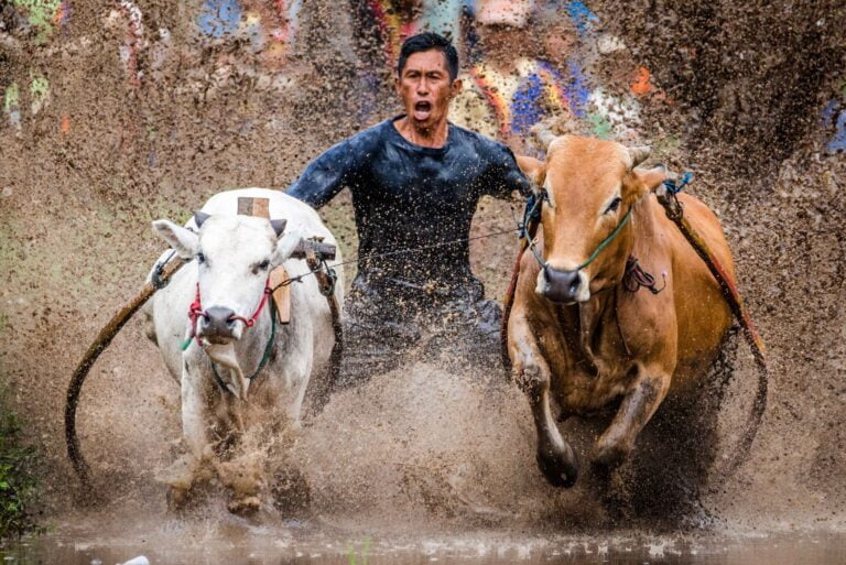 pacu jawi, bull race, west sumatra, indonesia