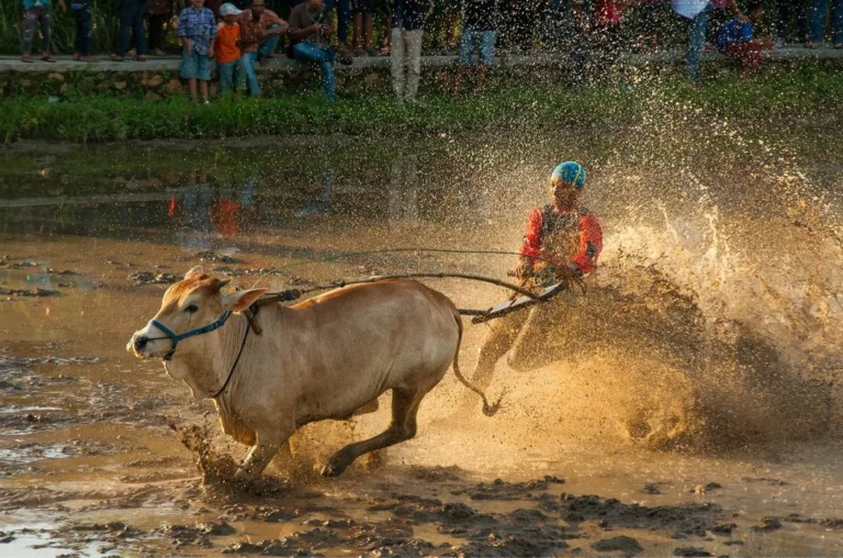 buffalo race , race bull , cow race ,