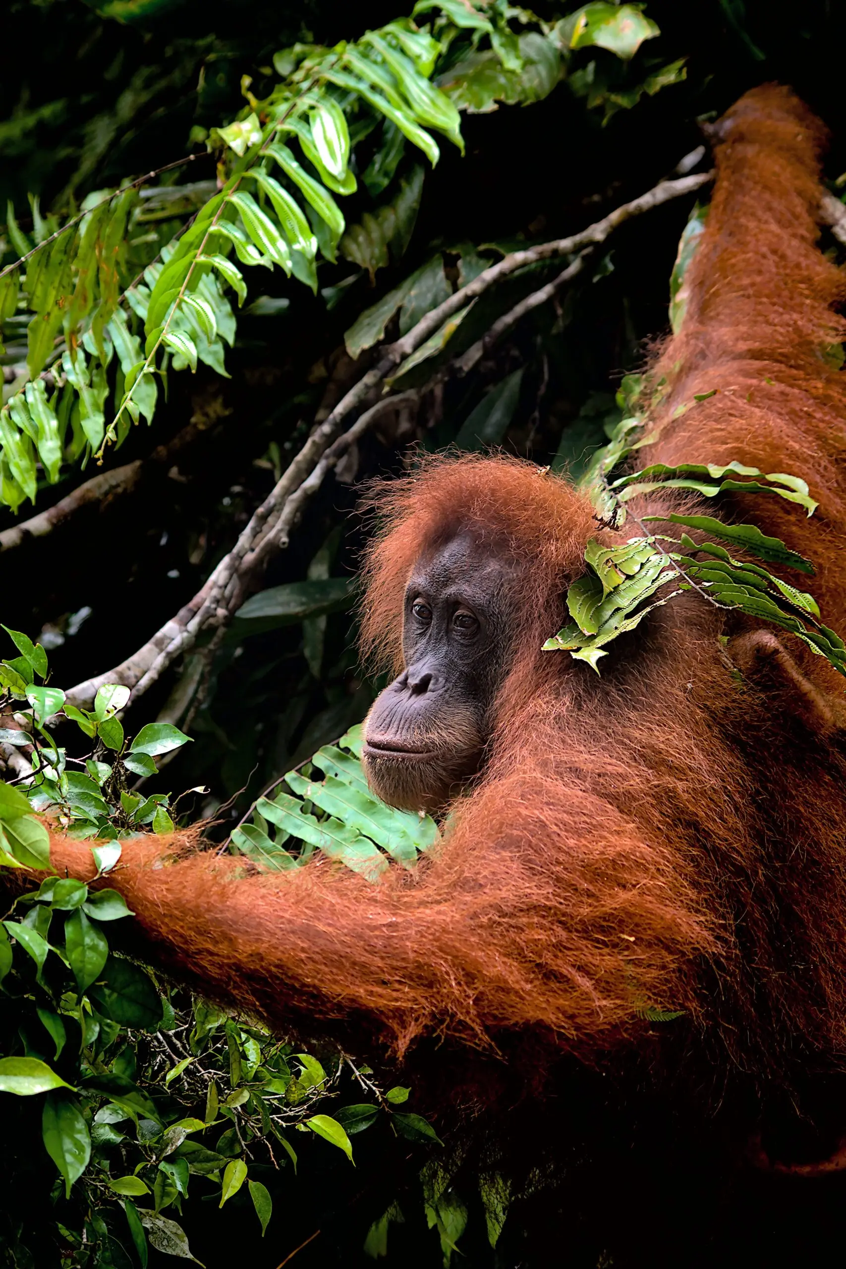 Home 1 Sumatra Nature Quest North Sumatra jungle — orangutan trekking