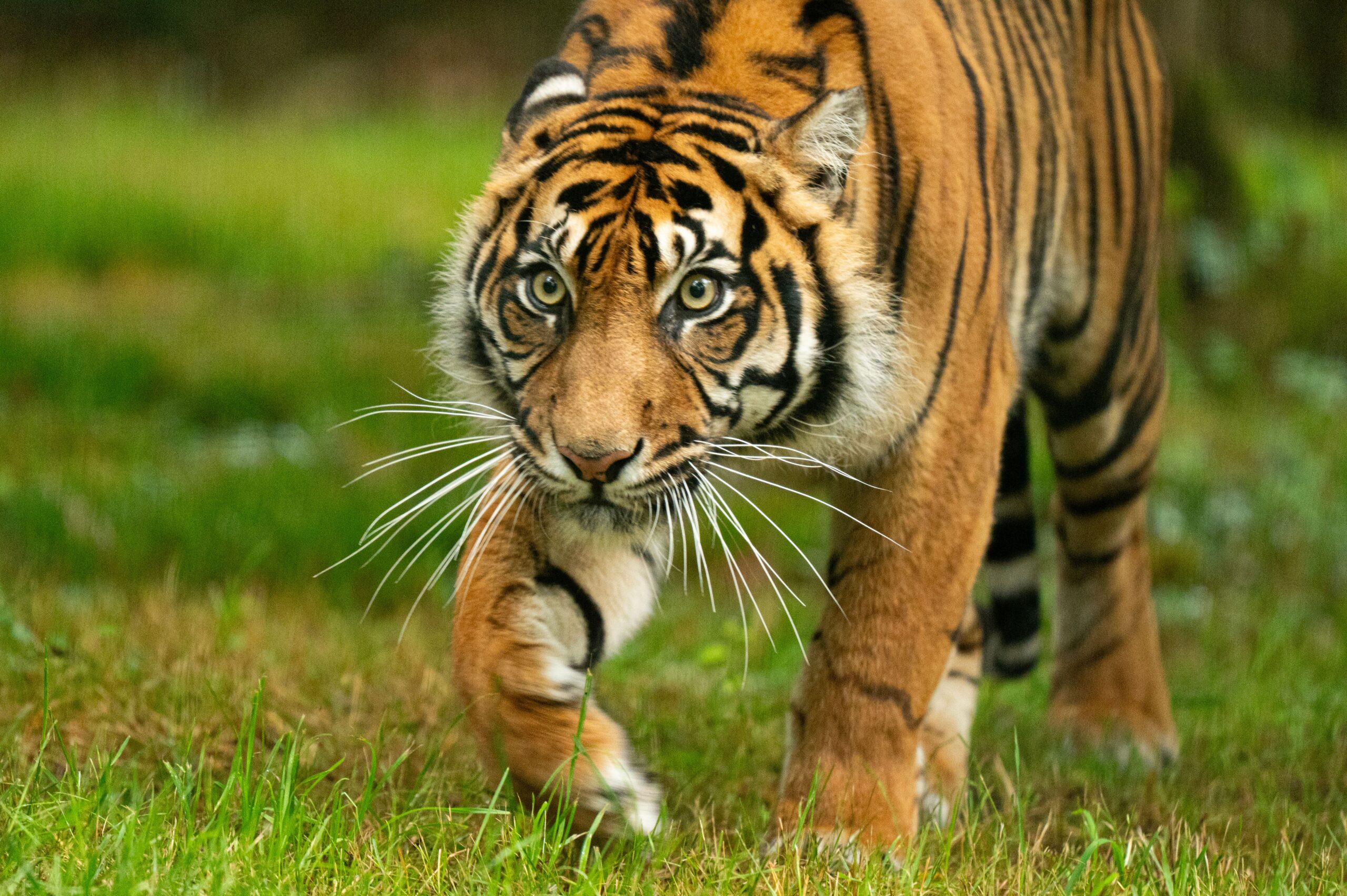 Home 6 Sumatra Nature Quest Sumatra Nature Quest Private Guided Tours in Sumatra & Mentawai Home