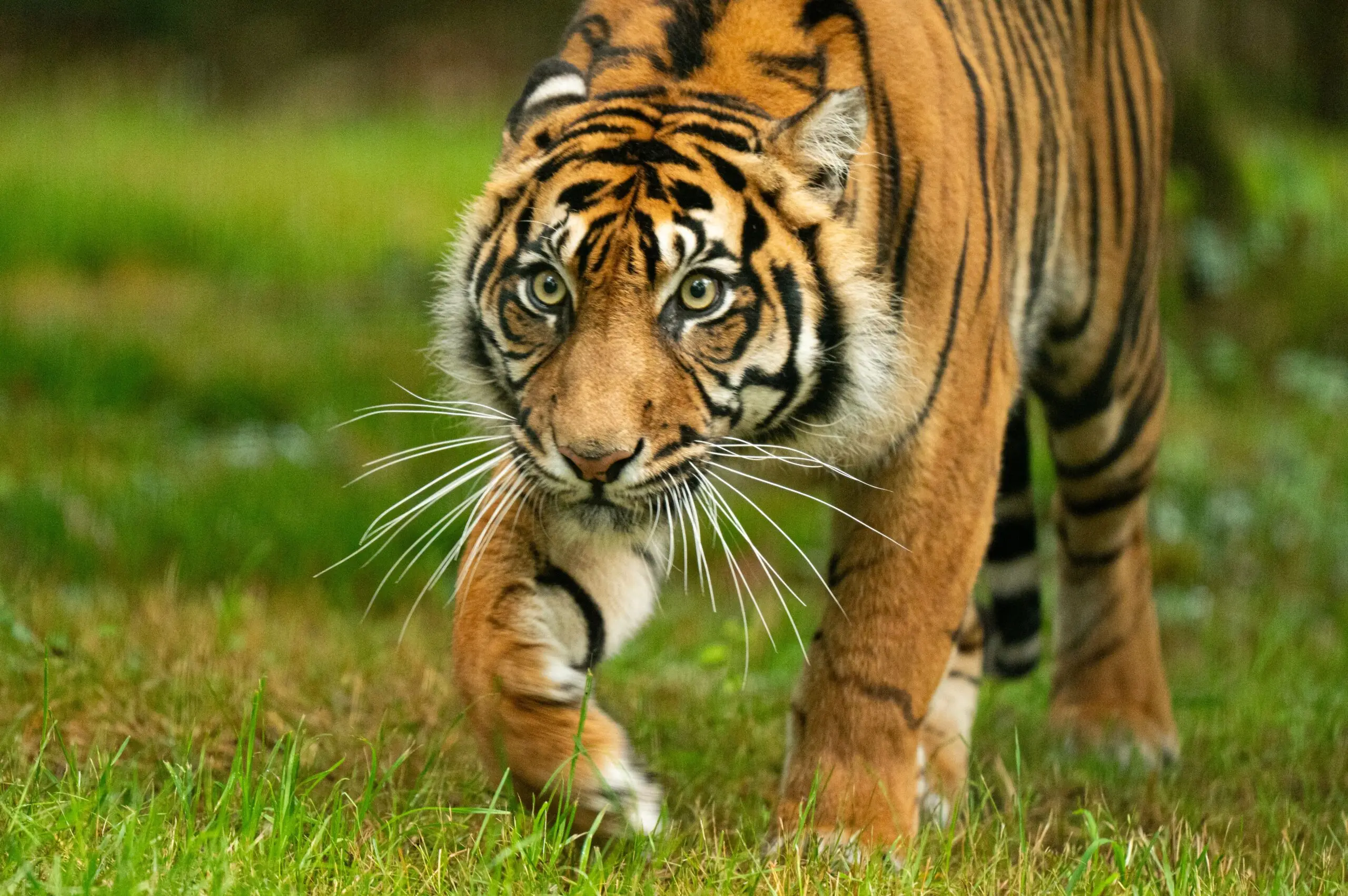 Home 6 Sumatra Nature Quest Sumatra Nature Quest Private Guided Tours in Sumatra & Mentawai Home